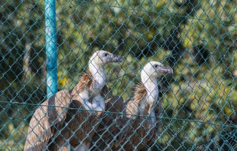 I due grifoni rilasciati a novembre 2022 (FOTO CONCESSE, credits Mauro Sanna - A.Varcasia). I due grifoni rilasciati a novembre 2022 (FOTO CONCESSE, credits Mauro Sanna - A.Varcasia).