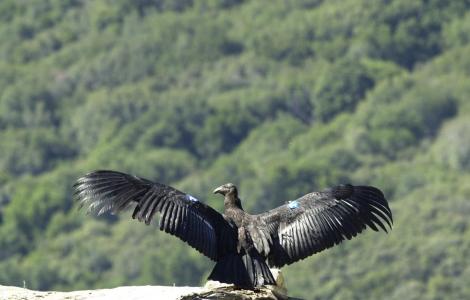 Condor californiano (da WIKIMEDIA, Scott Frier - U.S. Fish and Wildlife Service).jpg