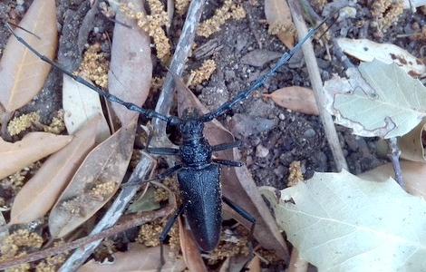 cerambice visto da vicino cerambice visto da vicino