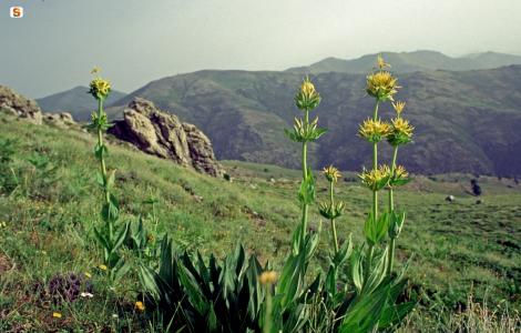 Gennargentu, Gentiana lutea (foto di Renato Brotzu) Gennargentu, Gentiana lutea (foto di Renato Brotzu)