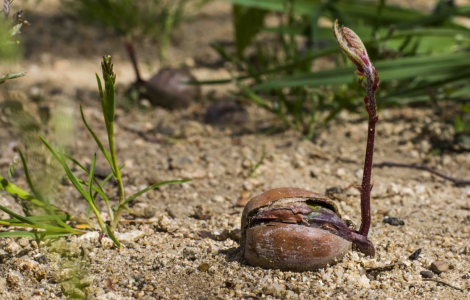 germoglio (foto C.M. fa archivio Forestas)