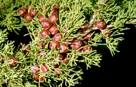 Juniperus phoenicea (foto R. Brotzu)