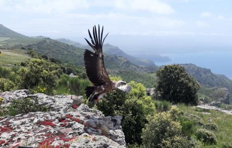 grifone Hospiton spicca il volo