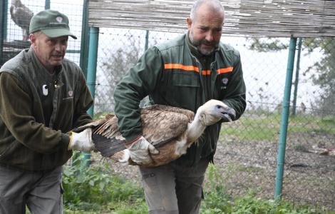 grifone Dresda trasportato dagli operai Forestas (credits Mauro Sanna) grifone Dresda trasportato dagli operai Forestas (credits Mauro Sanna)