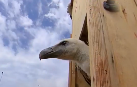 grifone esce dalla cassa di trasporto grifone esce dalla cassa di trasporto