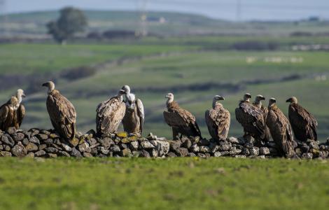 grifone_foto progetto Life S4V (credits Mauro Sanna)