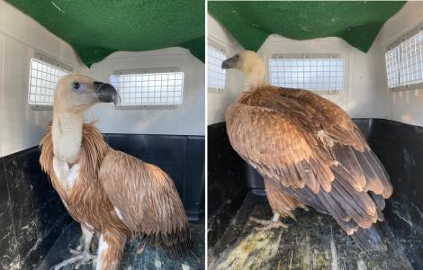 le due giovani grifone arrivate da Artis 3.2022 le due giovani grifone arrivate da Artis 3.2022