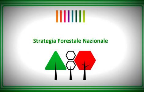STRATEGIA FORESTALE NAZIONALE STRATEGIA FORESTALE NAZIONALE
