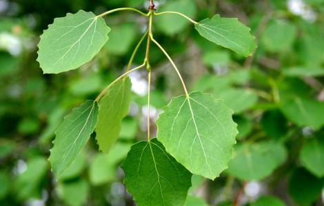 Populus tremula" by hanna.forsman is licensed under CC BY-NC 2.0