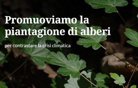 promuoviamo la piantagione di alberi promuoviamo la piantagione di alberi
