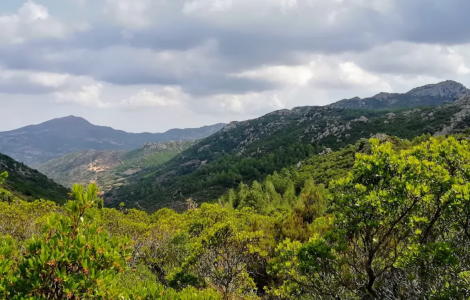 scorcio della foresta Sorilis (autore ignoto)