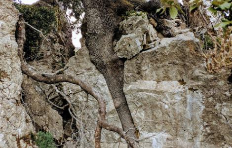 Leccio cresciutio tra i calcari ogliastrini (foto A.Saba)