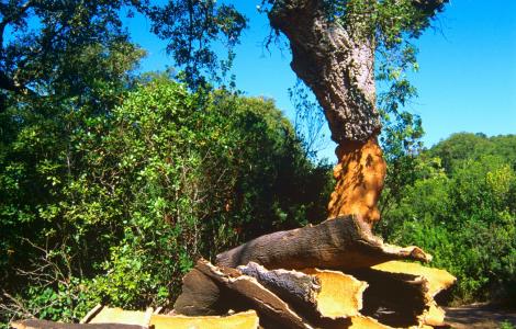 estrazione del sughero, bosco del centro Sardegna