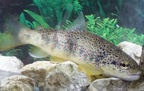 trota (foto LIFE STREAMS, UniPG) trota (foto LIFE STREAMS, UniPG)