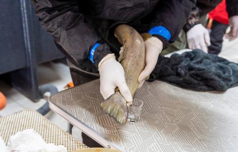 trota mediterranea (foto Andrea Bonavita) trota mediterranea (foto Andrea Bonavita)