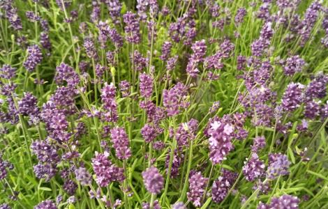 vivaio Campulongu (foto Massimiliano Dessì) 2