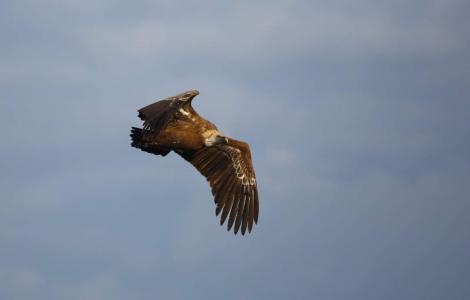 volo grifone rilasciato a Villasalto