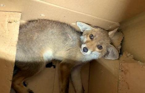 la volpe metà al momento del soccorso (foto ONLUS Effetto Palla) la volpe metà al momento del soccorso (foto ONLUS Effetto Palla)