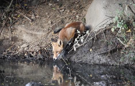 volpe dal video "Forestas non solo foreste" di D.Ruiu volpe dal video "Forestas non solo foreste" di D.Ruiu