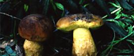Funghi: Leccinum corsicum