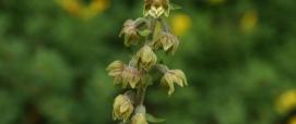 "Epipactis microphylla, Galicica, Macedonia, 6th June 2013 02" by Wildlife Travel is licensed under CC BY-NC 2.0
