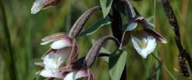 "Epipactis palustris (Marsh Helleborine / Moeraswespenorchis) 0461" by Bas Kers (NL) is licensed under CC BY-NC-SA 2.0