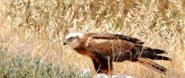 Falco con preda, foto da Sardegna Digital Library.jpg