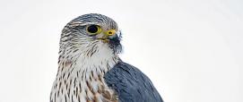 Falco_columbarius (foto CC  wikimedia di Raj Boora from Edmonton, Canada)
