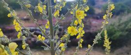 Verbasco (foto A.Saba)