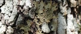Lichene (foto Gianfranco Cossu) 3