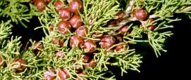Juniperus phoenicea (foto R. Brotzu)