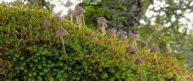 Muschio e funghi, sottobosco di Monte Burghesu(SS) - foto di Gianfranco Cossu