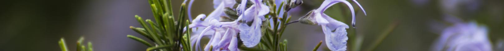 rosmarino in fiore (foto C.Mascia)