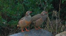 Pernici Sarde ( Alectoris barbara) foto concessa da Gianni Sirigu