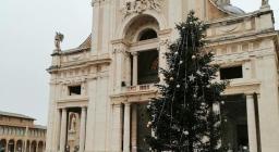 L'albero posizionato infine davanti alla chiesa di Assisi