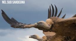  primo rilascio dei Grifoni nel sud Sardegna - Locandina 