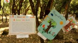 c'è un bosco nel mio mondo c'è un bosco nel mio mondo