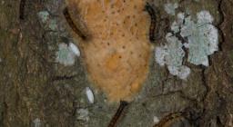 Dettaglio della corteccia ove è possibile individuare la ovatura (agglomerato di migliaia di uova di Lymantria) ed i caratteristici bozzoli bianchi di parassitoidi della Lymantria
