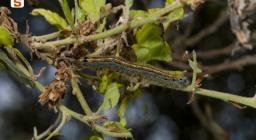 Malacosoma neustrium (Lepidoptera Lasiocampidae)