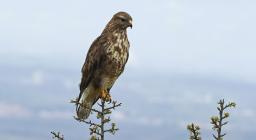 Poiana (Buteo buteo arrigoni) Foto Gianni Sirigu