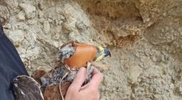 Aquila del bonelli Aquila del bonelli