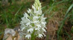 Anacamptis pyramidalis (Laconi) Anacamptis pyramidalis (Laconi)