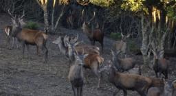 Laconi, esemplari di cervo sardo in località Biancone - foto di M.Mallocci