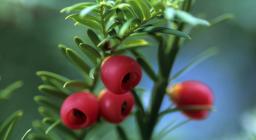 Frutto del Tasso, Taxus baccata, Foresta di Badde Salighes