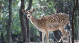 Montarbu, daino - Immagine da Digital Library Montarbu, daino - Immagine da Digital Library