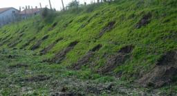 Albagiara - dettagli della messa a dimora Albagiara - dettagli della messa a dimora