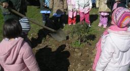 un milione di Alberi Servizio Territoriale Lanusei un milione di Alberi Servizio Territoriale Lanusei