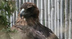 L'aquila reale ricoverata a Monastir - foto D.Secci