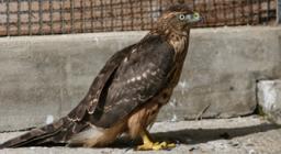 astore ricoverato presso CARFS Monastir - foto D. Secci astore ricoverato presso CARFS Monastir - foto D. Secci