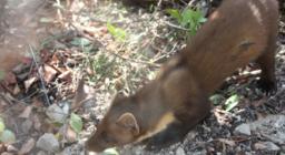 la giovane martora reintrodotta ad Usellus